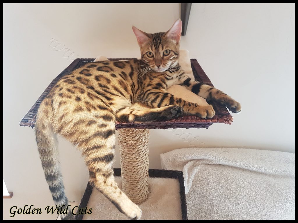 GWC – Wildtemptation Nais – Galerie 01