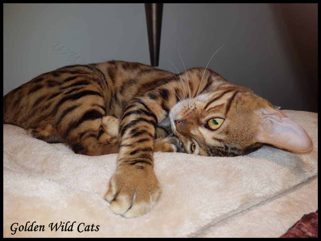 GWC – Wildtemptation Nais – Galerie 09