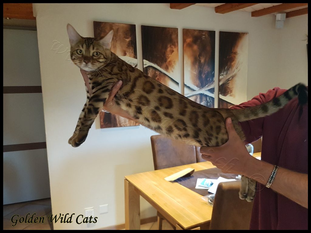 GWC – Wildtemptation Nais – Galerie 10