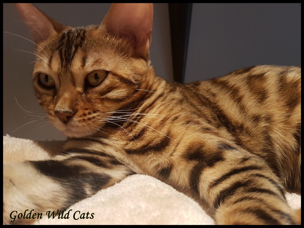 GWC – Wildtemptation Nais – Galerie 11