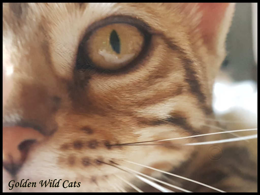 GWC – Wildtemptation Nais – Galerie 07
