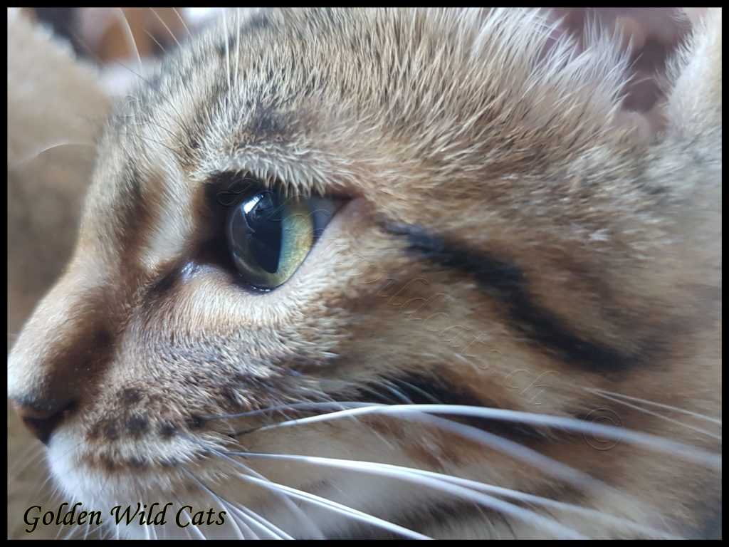 Home Golden Wild Cats