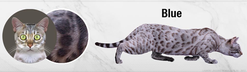 Chat Bengal bleu gris