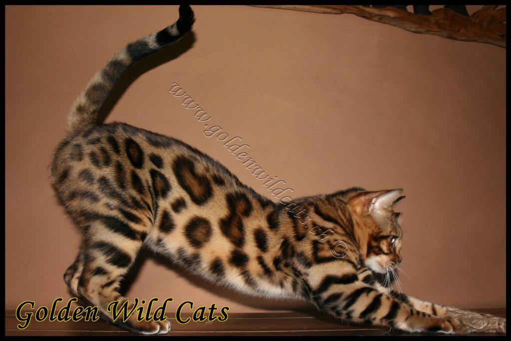 GWC – Bengalbest Zorro – Galerie 03