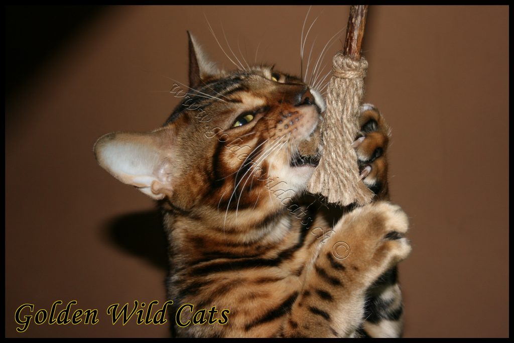 GWC – Bengalbest Zorro – Galerie 04