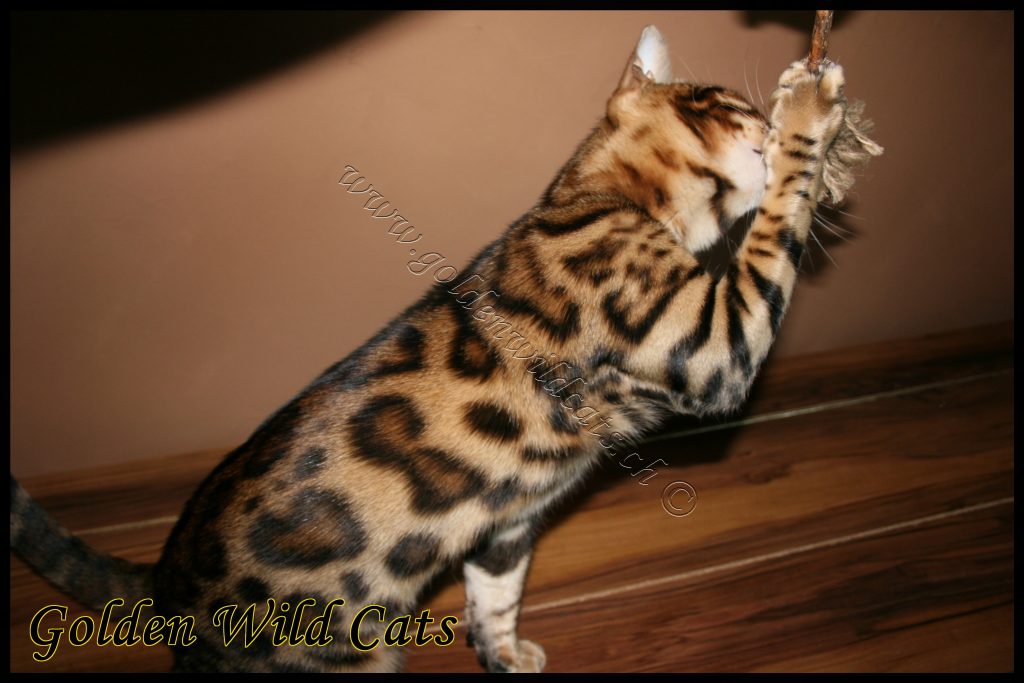 GWC – Bengalbest Zorro – Galerie 05