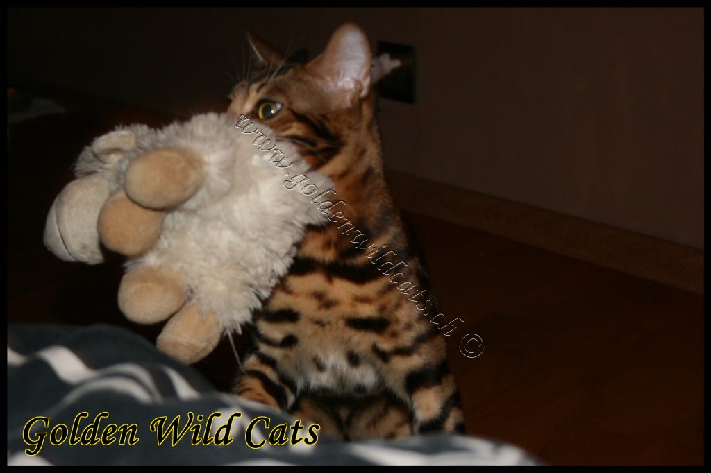 GWC – Bengalbest Zorro – Galerie 06