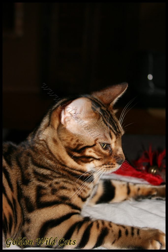 GWC – Bengalbest Zorro – Galerie 09