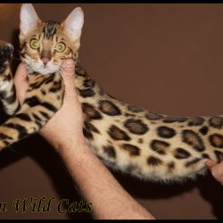 Felindra