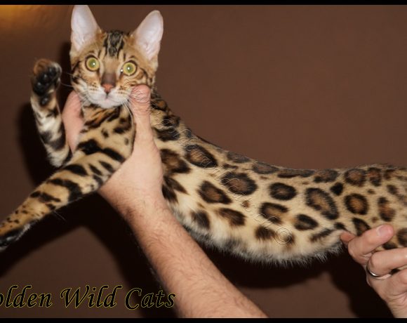 Felindra