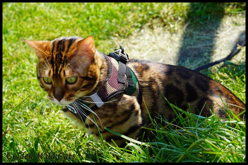 GWC – Bengalbest Zorro – Galerie 11
