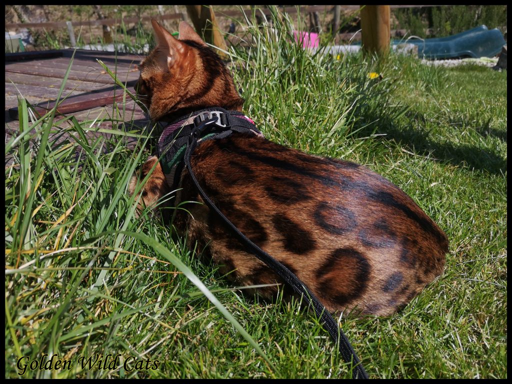 GWC – Bengalbest Zorro – Galerie 12