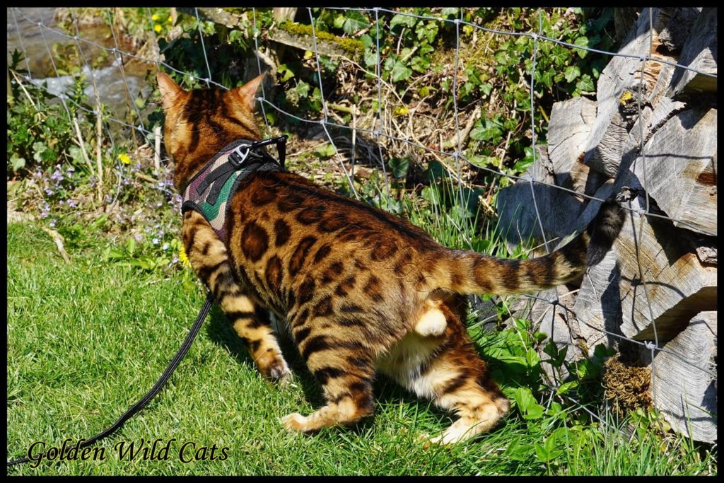 GWC – Bengalbest Zorro – Galerie 14