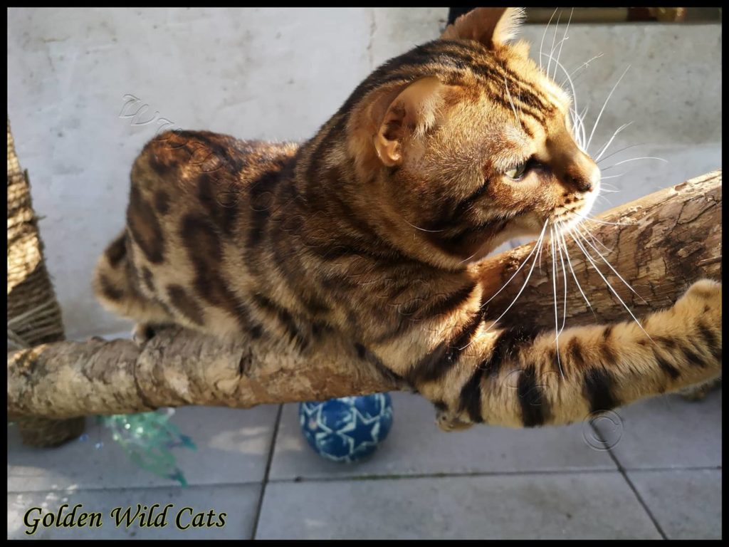 GWC – Bengalbest Zorro – Galerie 15