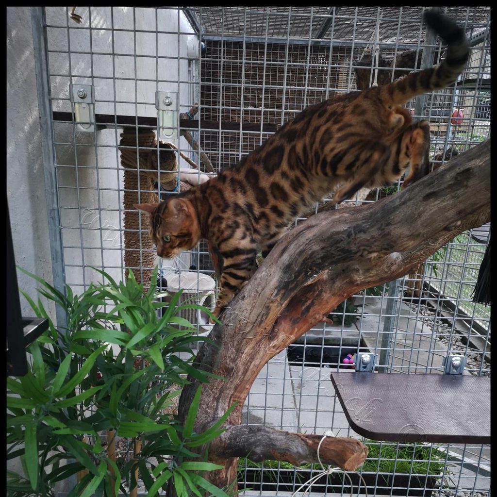GWC – Bengalbest Zorro – Galerie 16