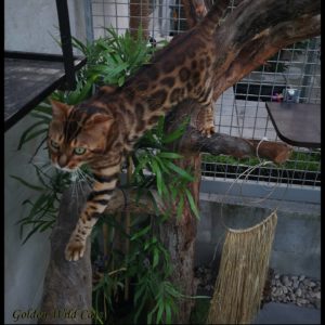 Bengalbest Zorro