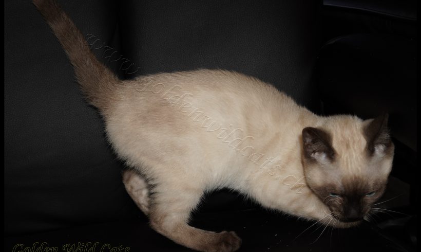 Gemma