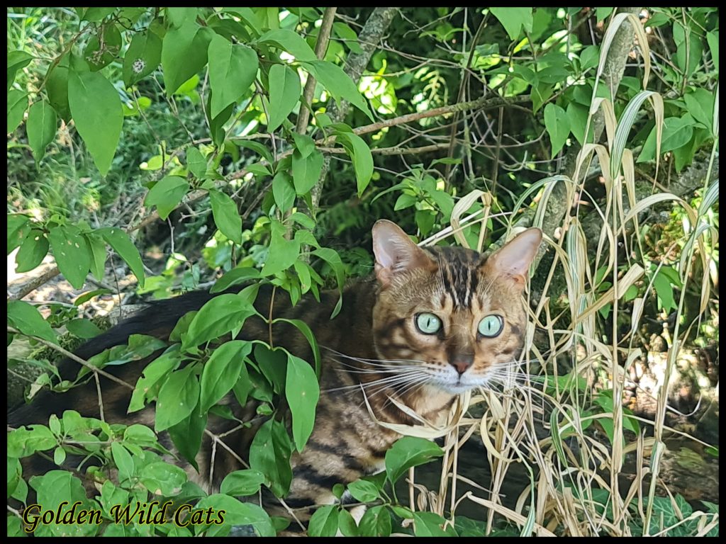 GWC – Bengalbest Zorro – Galerie 13