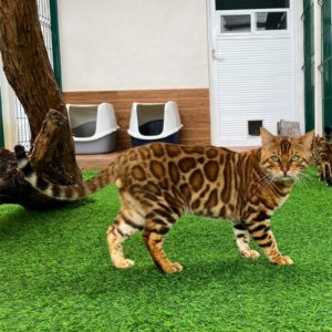 Bongo of Leopardstrail