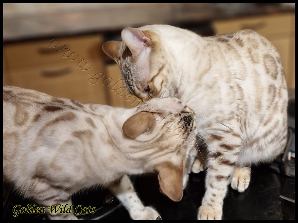 GWC – Bengalbest Blue Pearl – Galerie 01