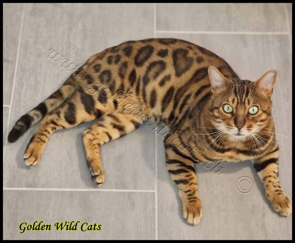 GWC – Bengalbest Zorro – Galerie 19