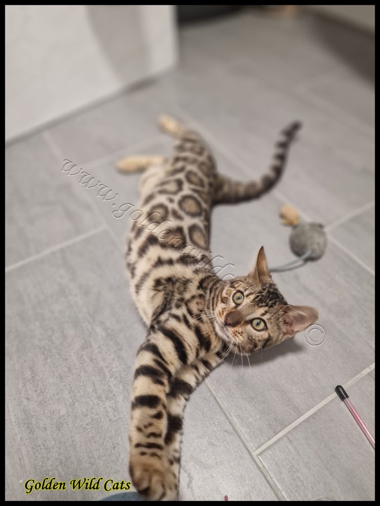 GWC – Bestbengalsmx Chewbacca – Galerie 01