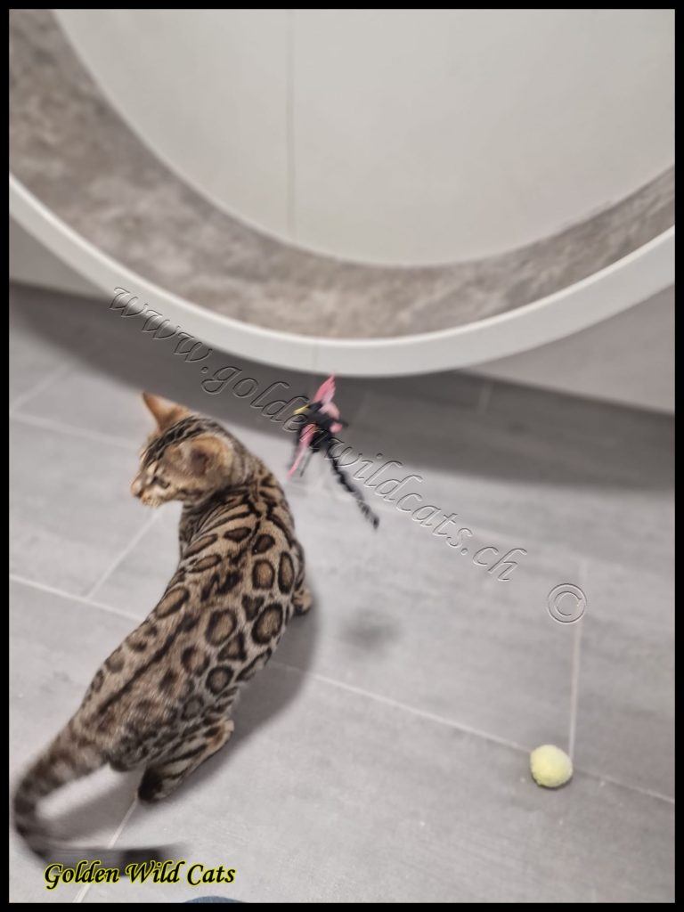 GWC – Bestbengalsmx Chewbacca – Galerie 02