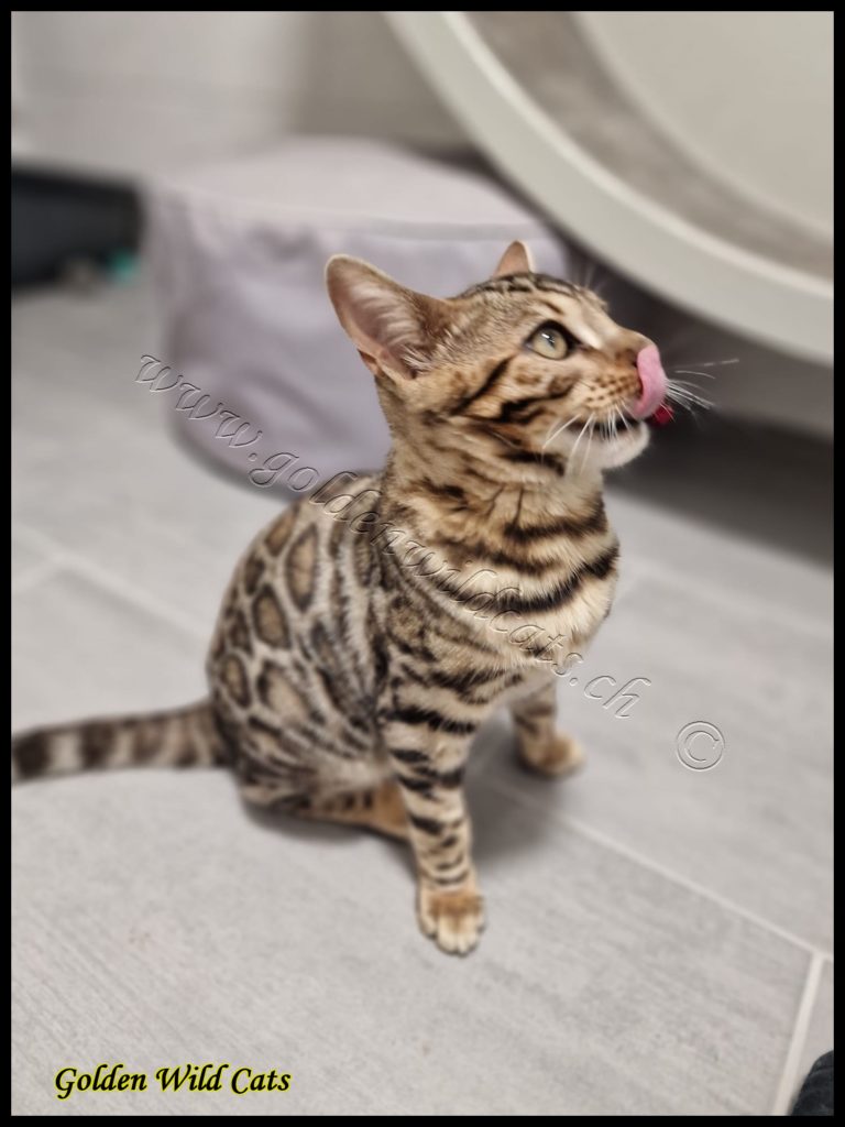 GWC – Bestbengalsmx Chewbacca – Galerie 03