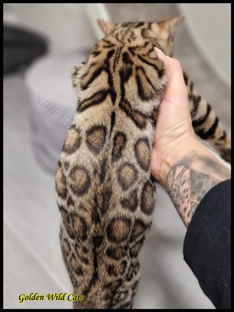 GWC – Bestbengalsmx Chewbacca – Galerie 04