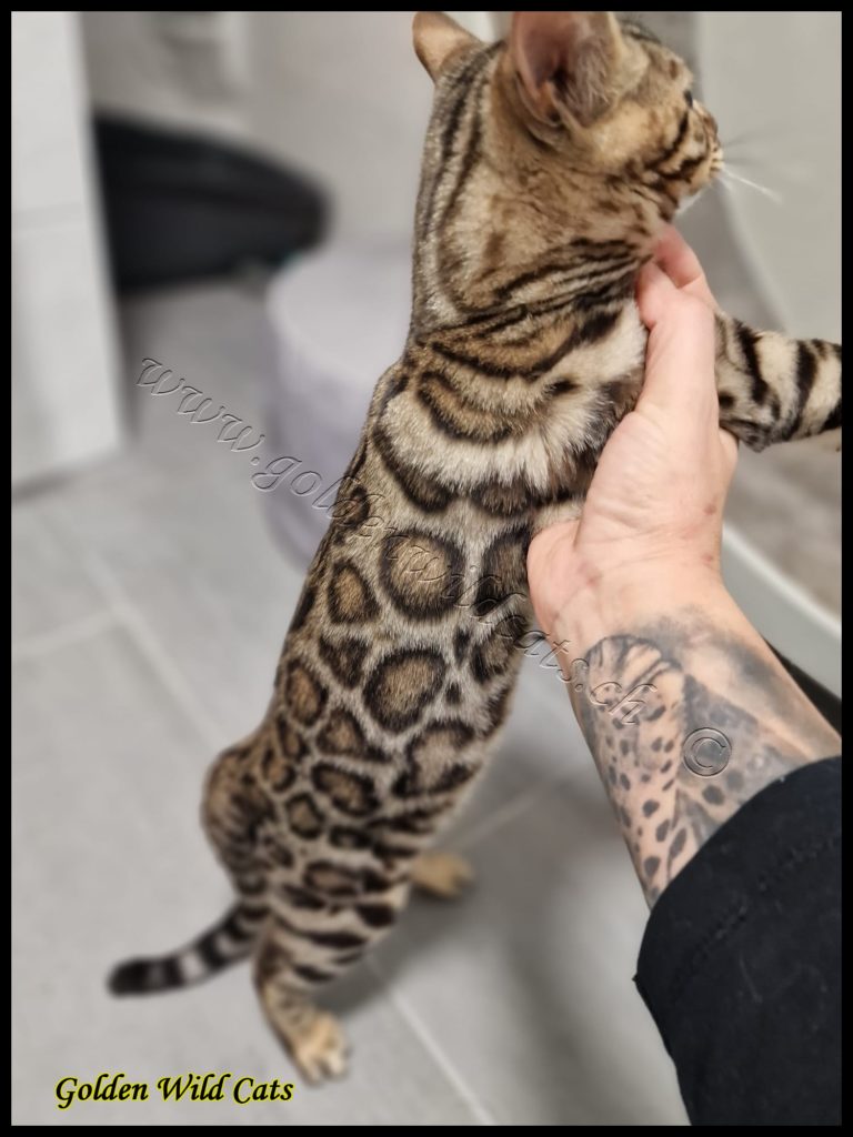 GWC – Bestbengalsmx Chewbacca – Galerie 05