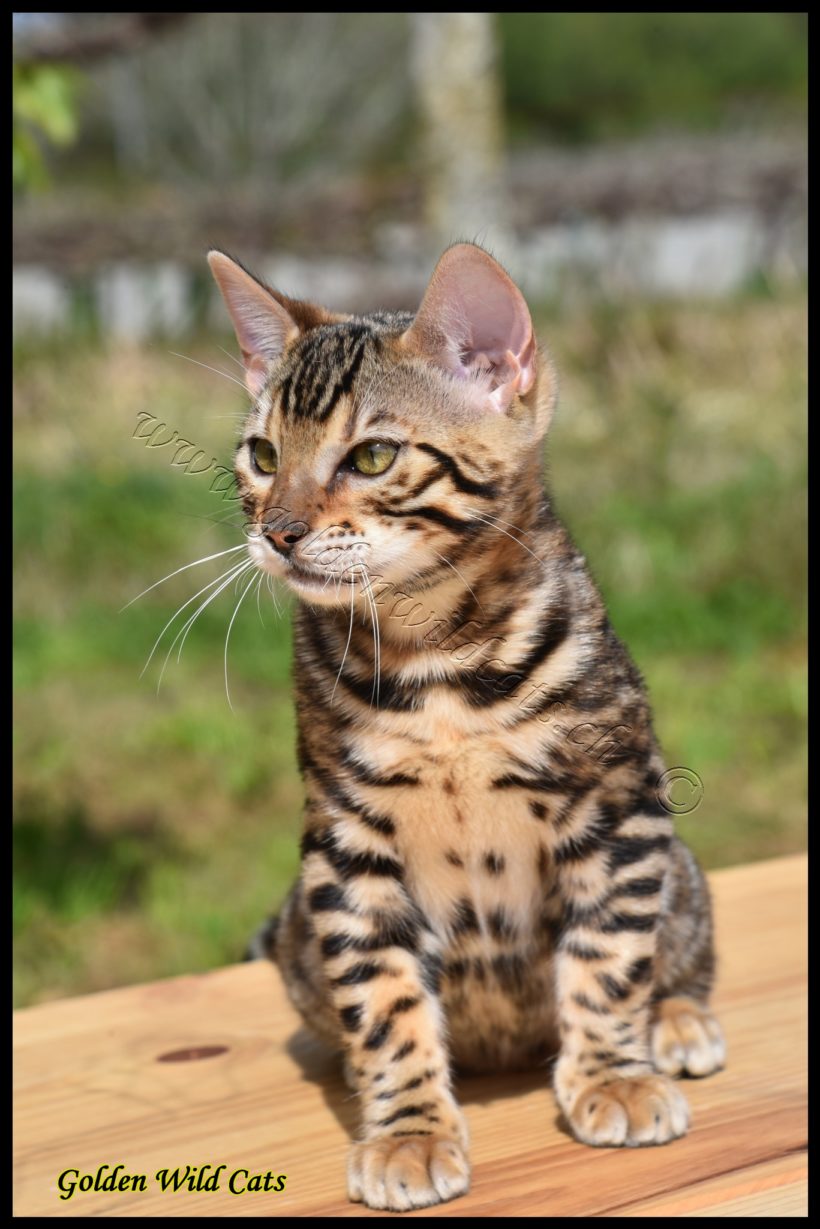 Nikita