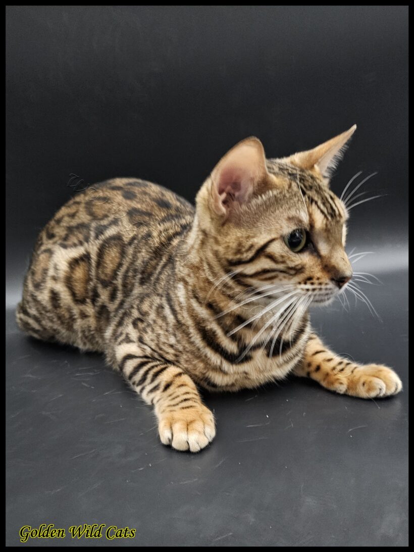 Nikita