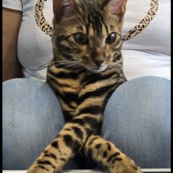Maïtika