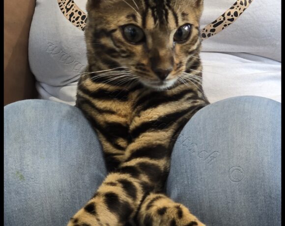 Maïtika