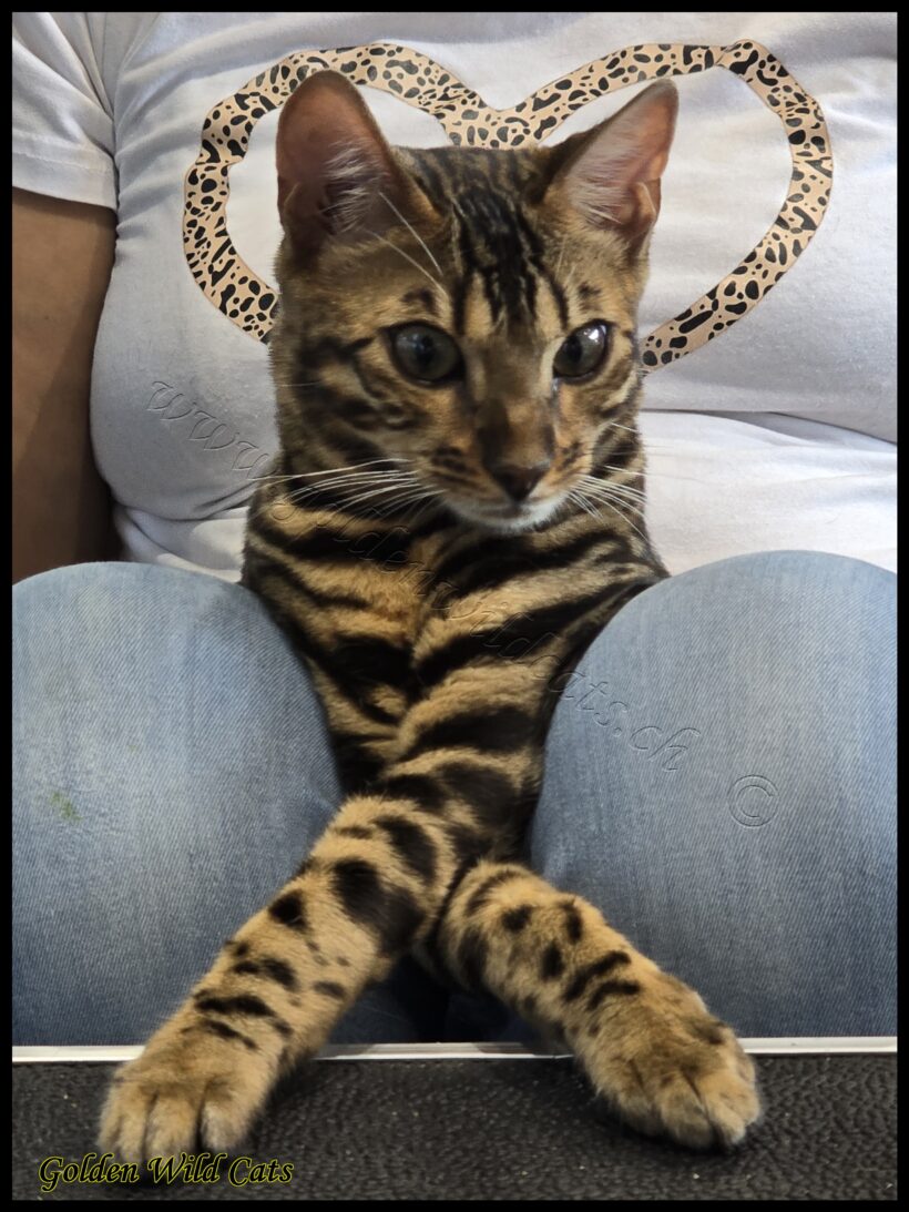 Maïtika