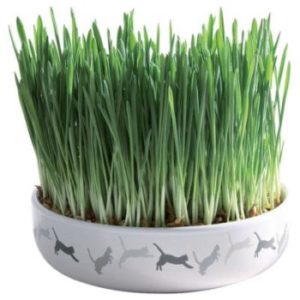 Herbe à chat + Gamelle décorative