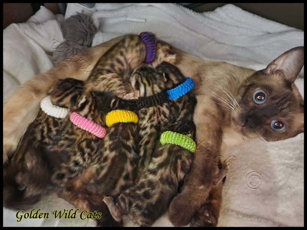 Portée de Gemma et Zorro