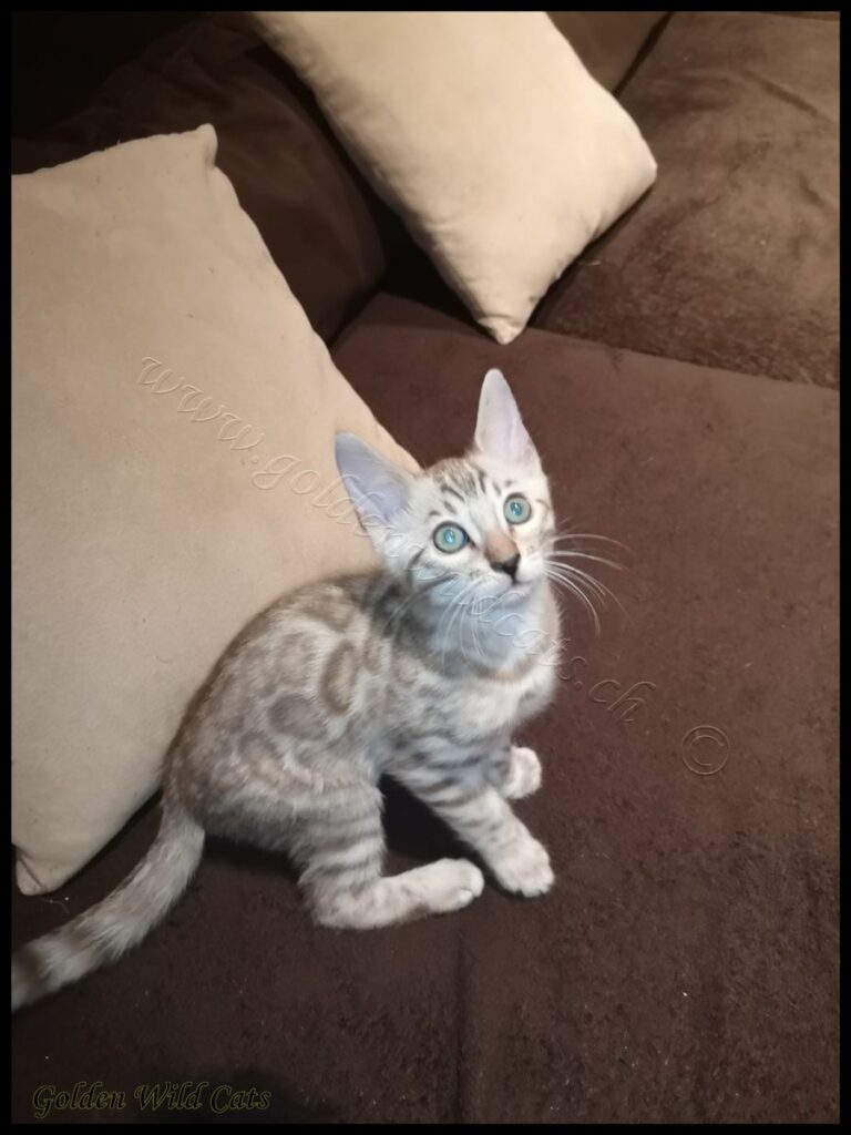 Gizmo Snow