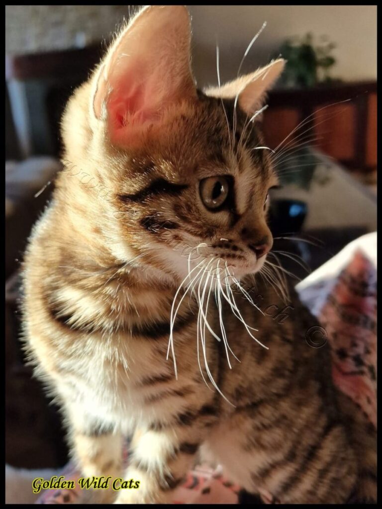 Kallista