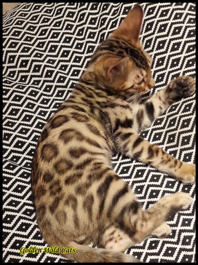 King Simba