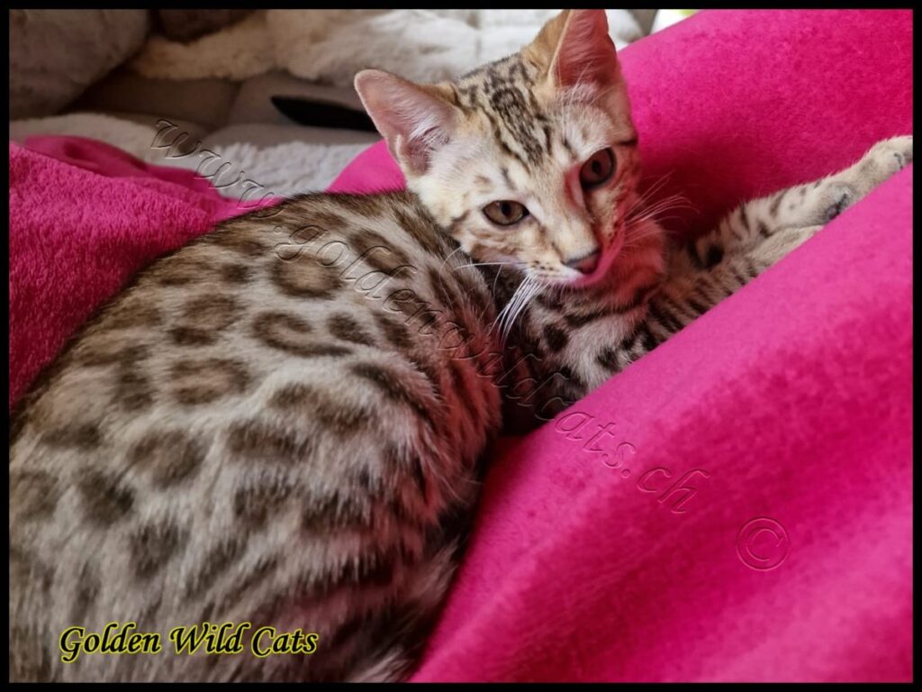 Koda