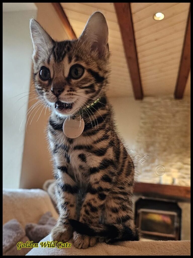 Léo