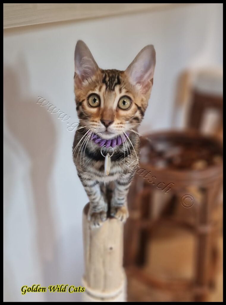Lilou