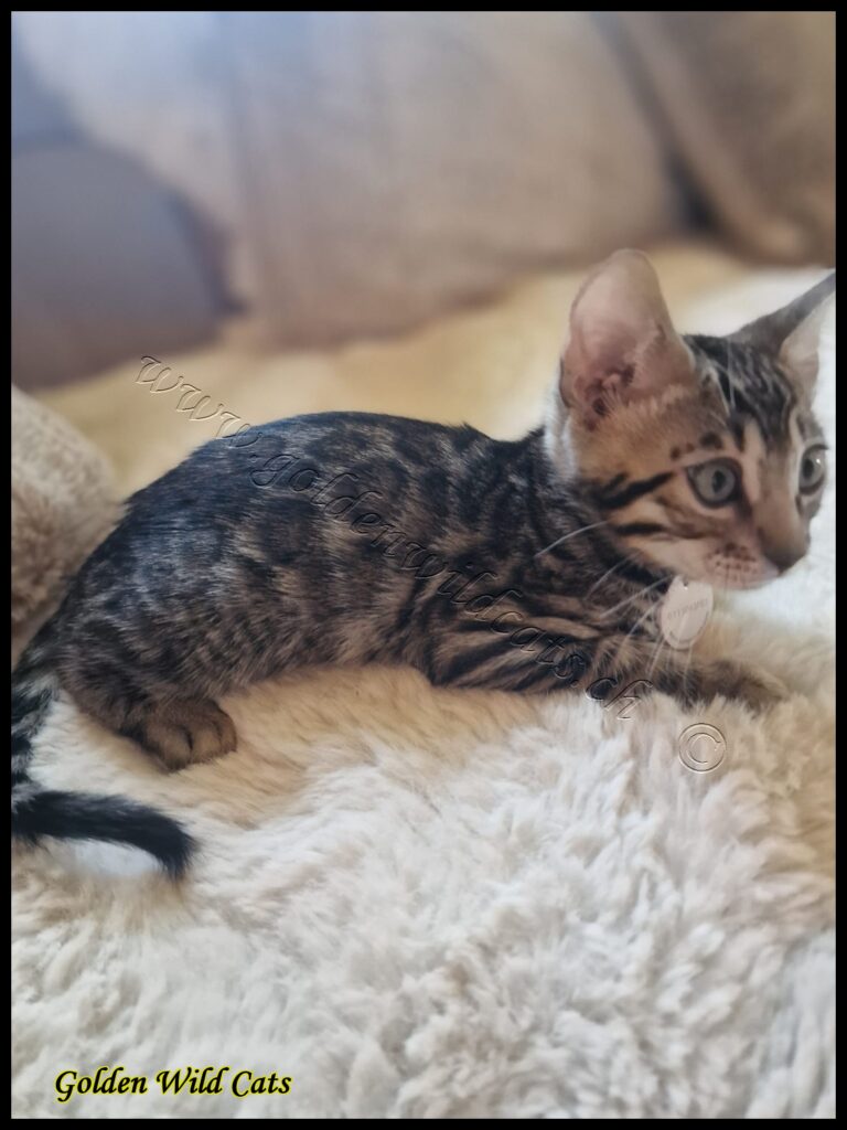 Logan