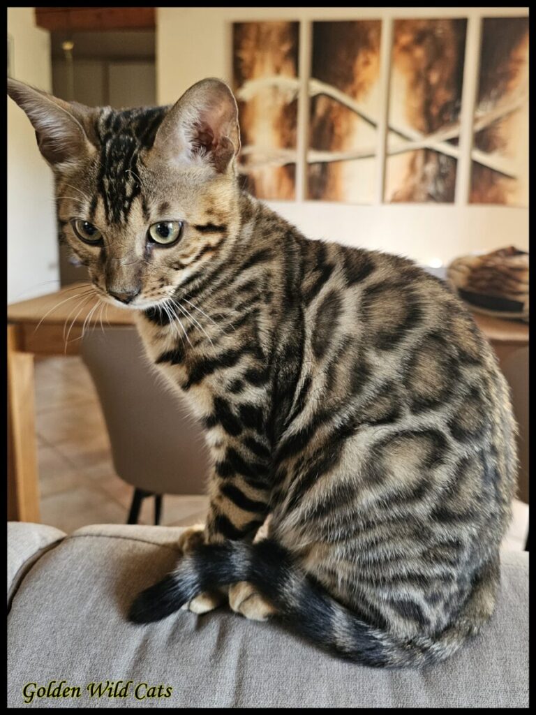 Mascotte