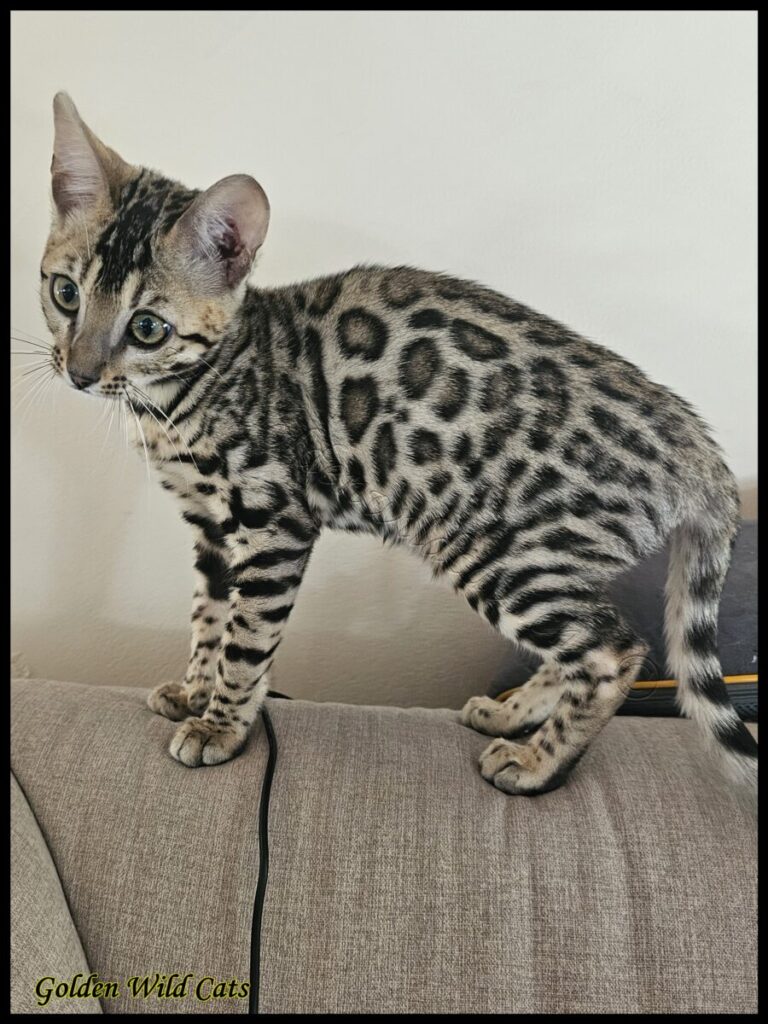 Meïko