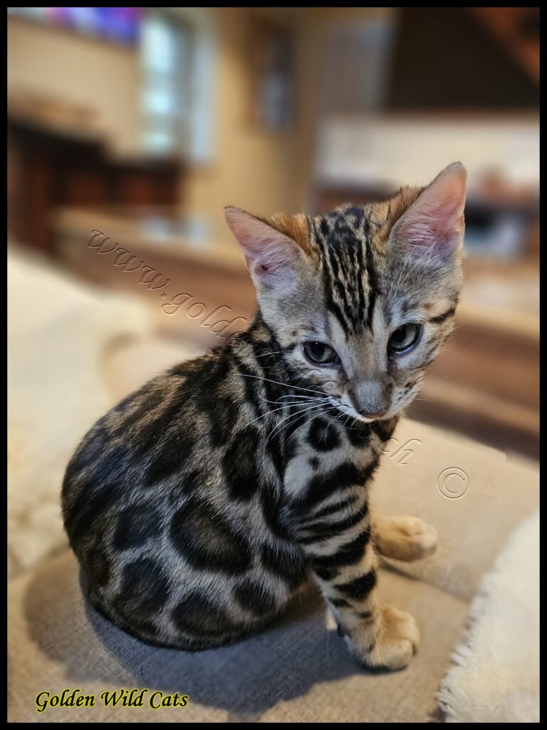 Misha