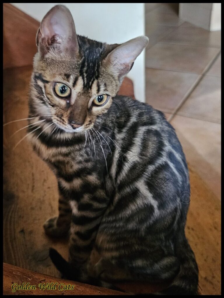 Miss Shadow