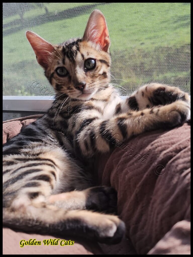 Mister Cheetah