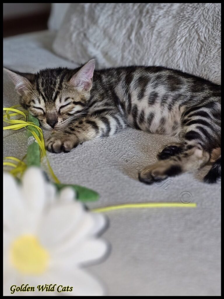 Mister Tigrou